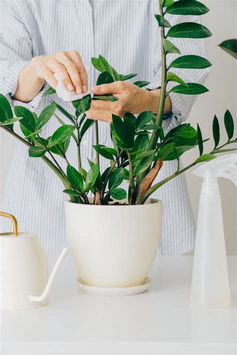 財位 植物|風水植物｜不只富貴竹！7款招財/招桃花植物推介+不 